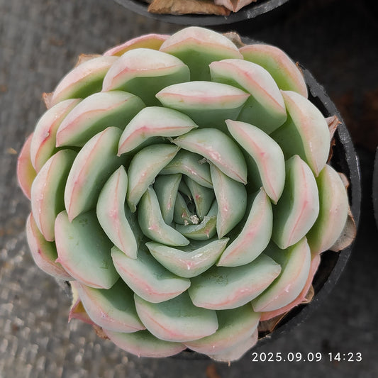 MMT829 Echeveria Strawberry Ice(5.5cm pot size)