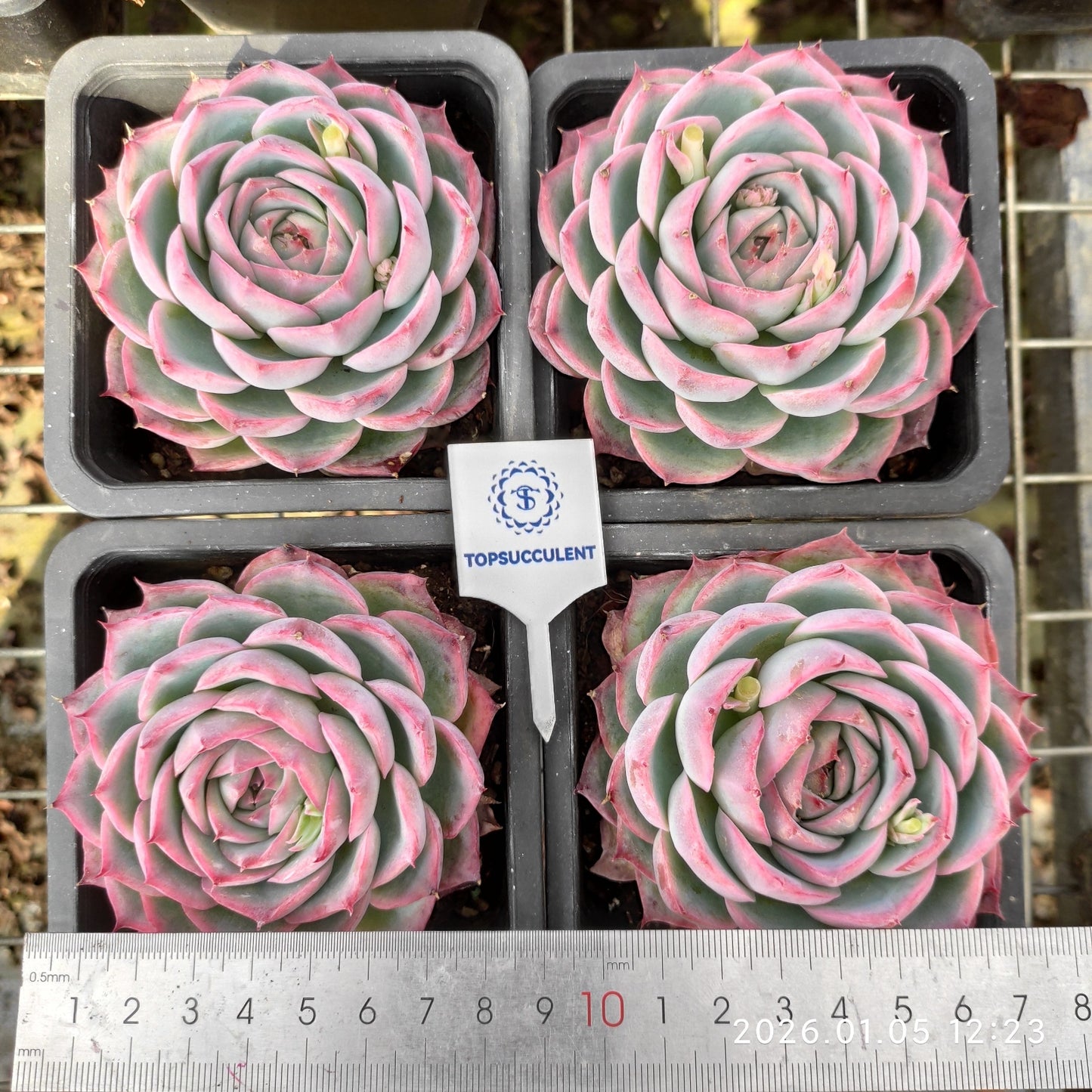 14985 Echeveria Silhouette (10cm pot size)