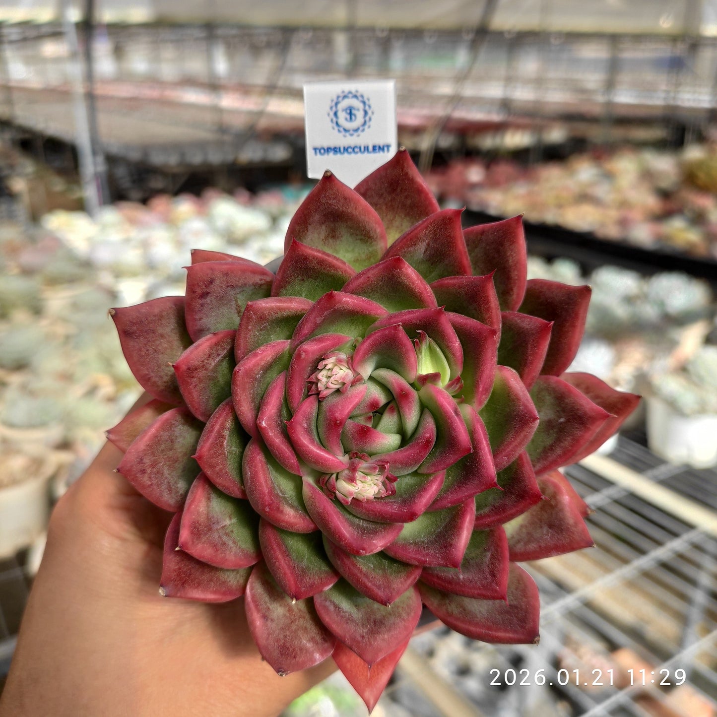 17543 Echeveria Prodidity (9cm pot size)