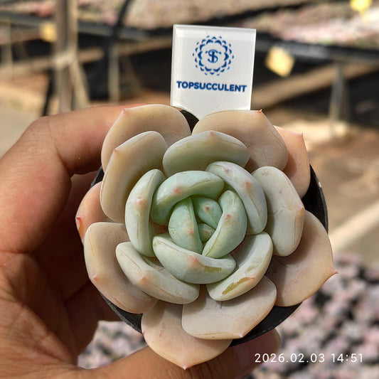 25685 Echeveria Phoenix Orange (6cm pot size)