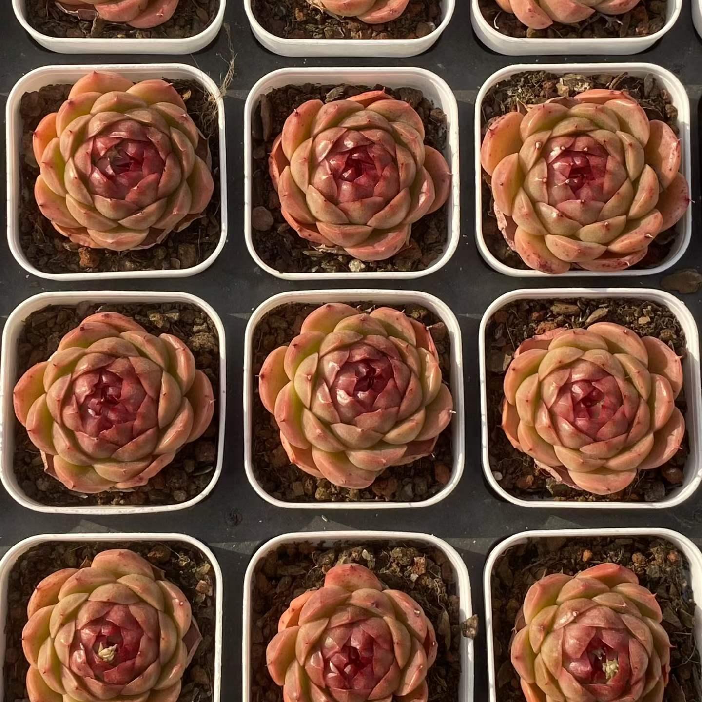 361085 Echeveria Moon Goddess (6.5cm pot size)