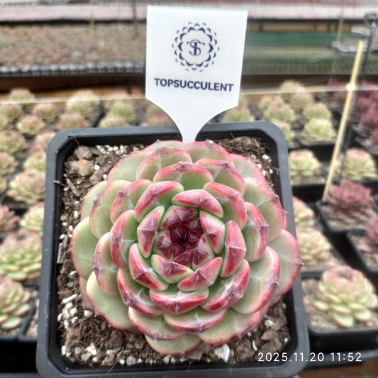21901 Echeveria Snowflake Jenny Hyb (14cm pot size)