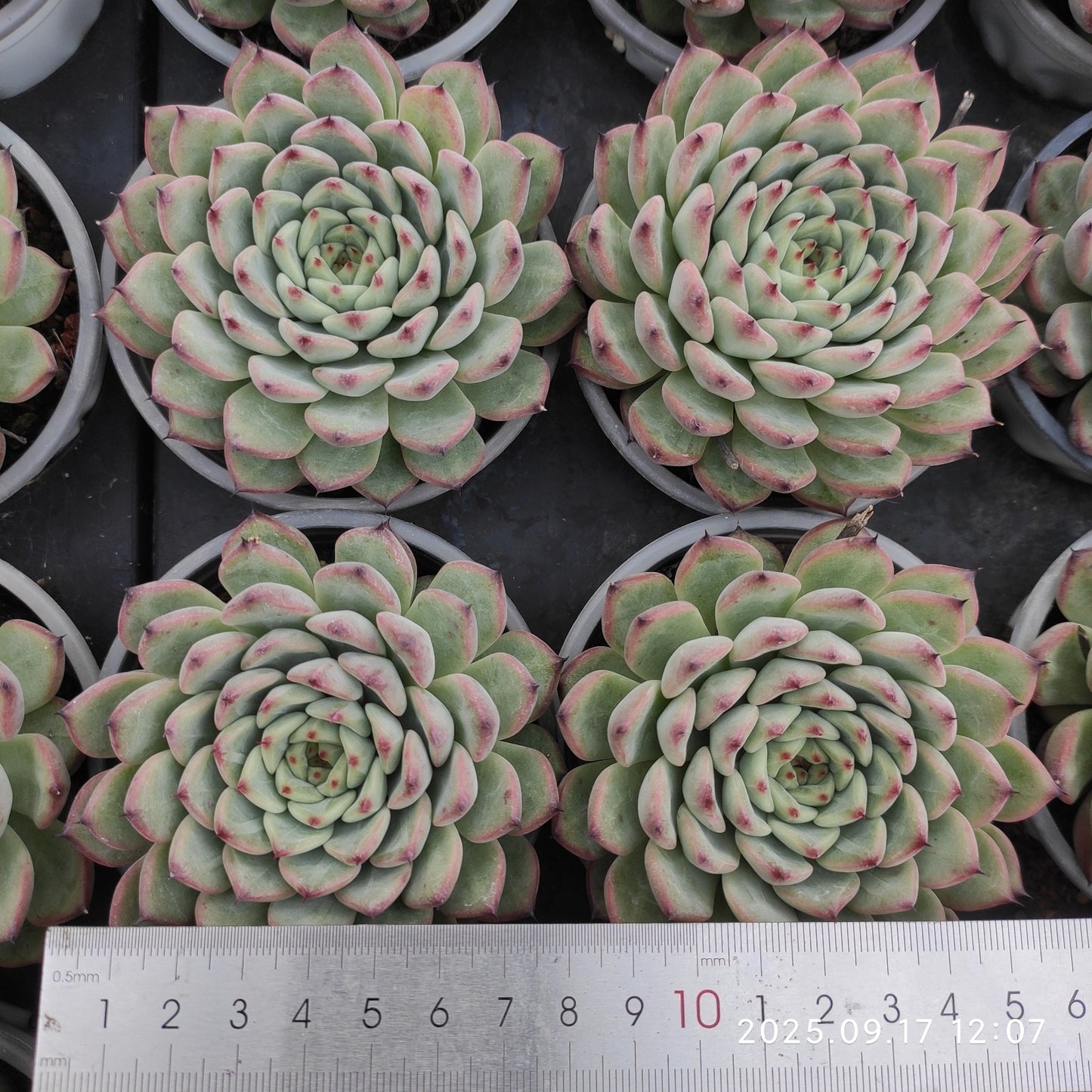 NGN687 Echeveria Starlight Jenny(9cm pot size)