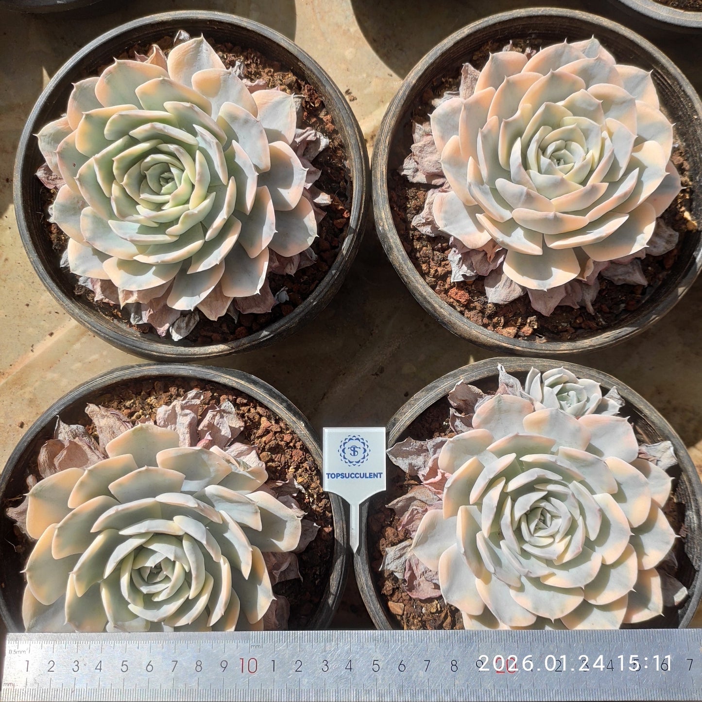 22095 Echeveria Makabenia Variegated (15cm pot size)