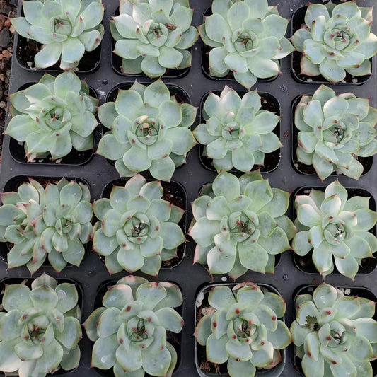 22335 Echeveria Chihuahuaensis Variegated (7cm pot size)