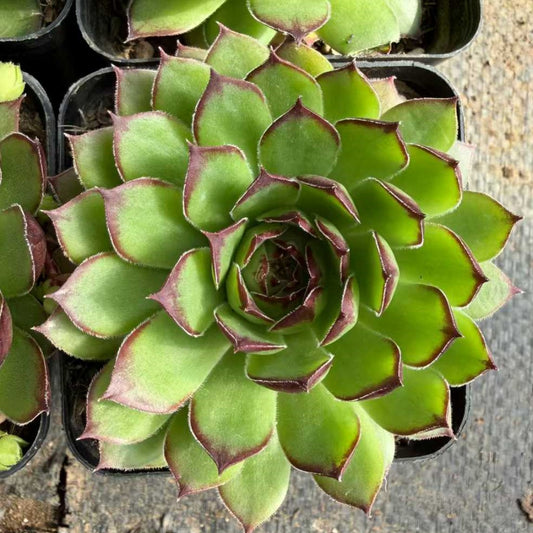25347 Sempervivum tectorum L. (6.5cm pot size)