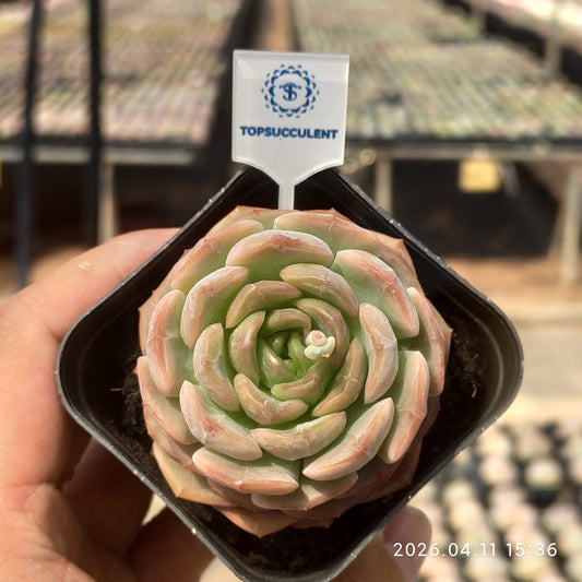25681 Echeveria Ice Crystal (6.5cm pot size)