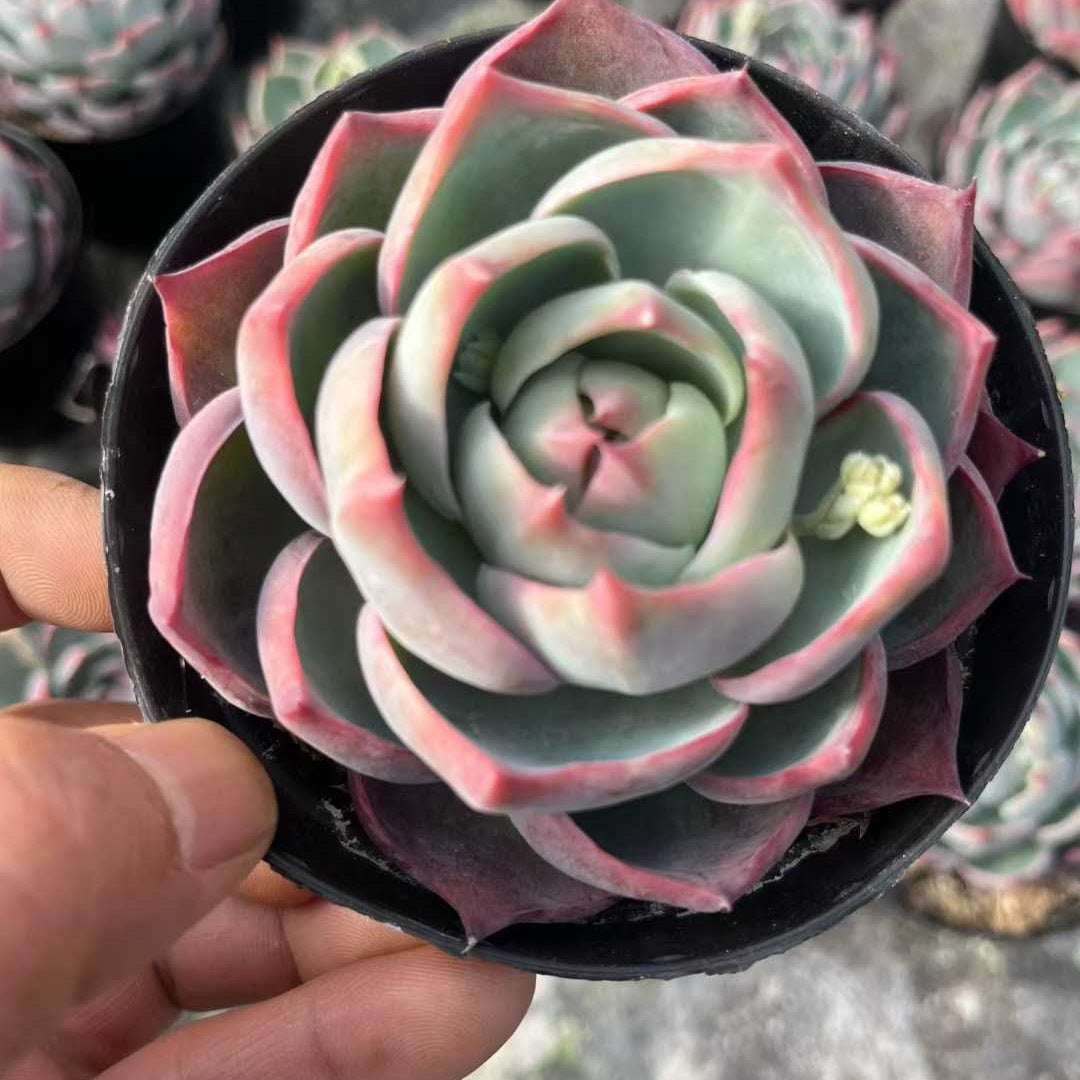 24080 Echeveria Casio (9cm pot size)