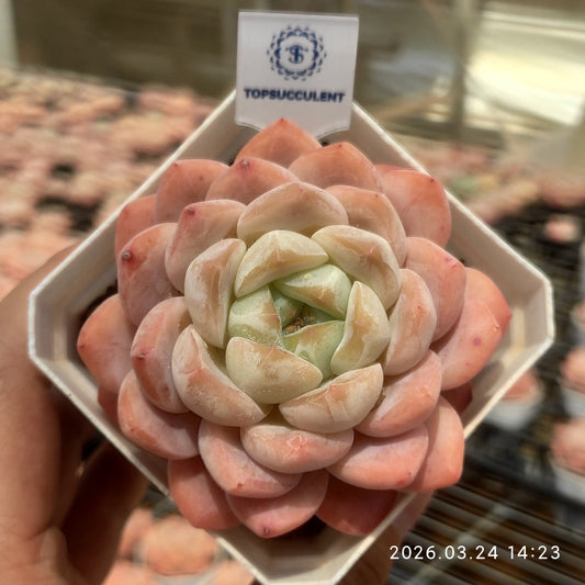 22581 Echeveria Ruby Ring (6.5cm pot size)