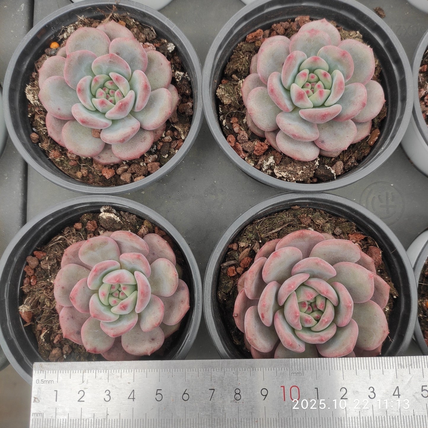 22080 Echeveria Ariel (9cm pot size)