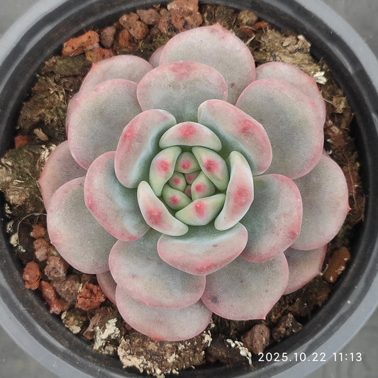 22080 Echeveria Ariel (9cm pot size)