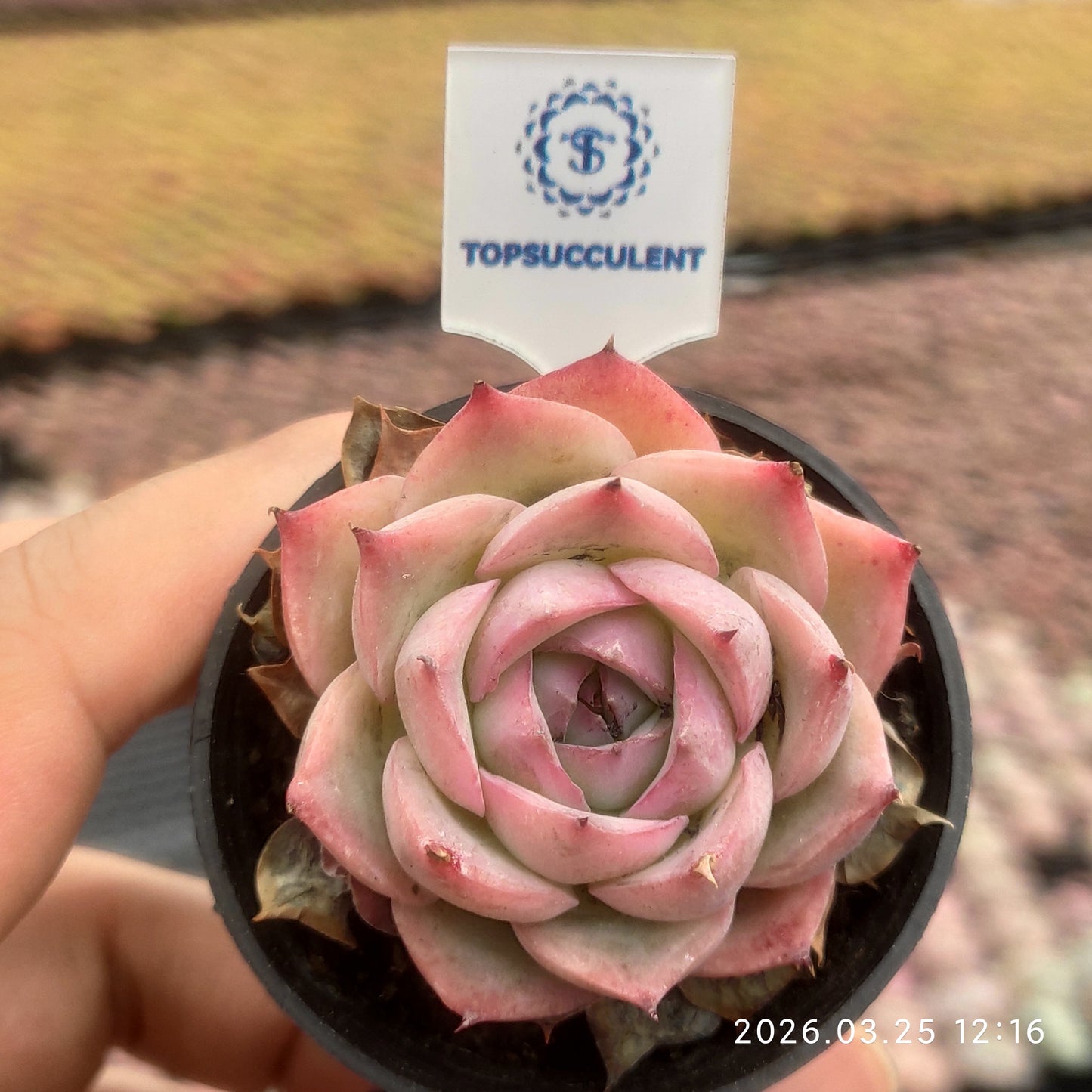 50179 Echeveria Silhouette (5.5cm pot size)