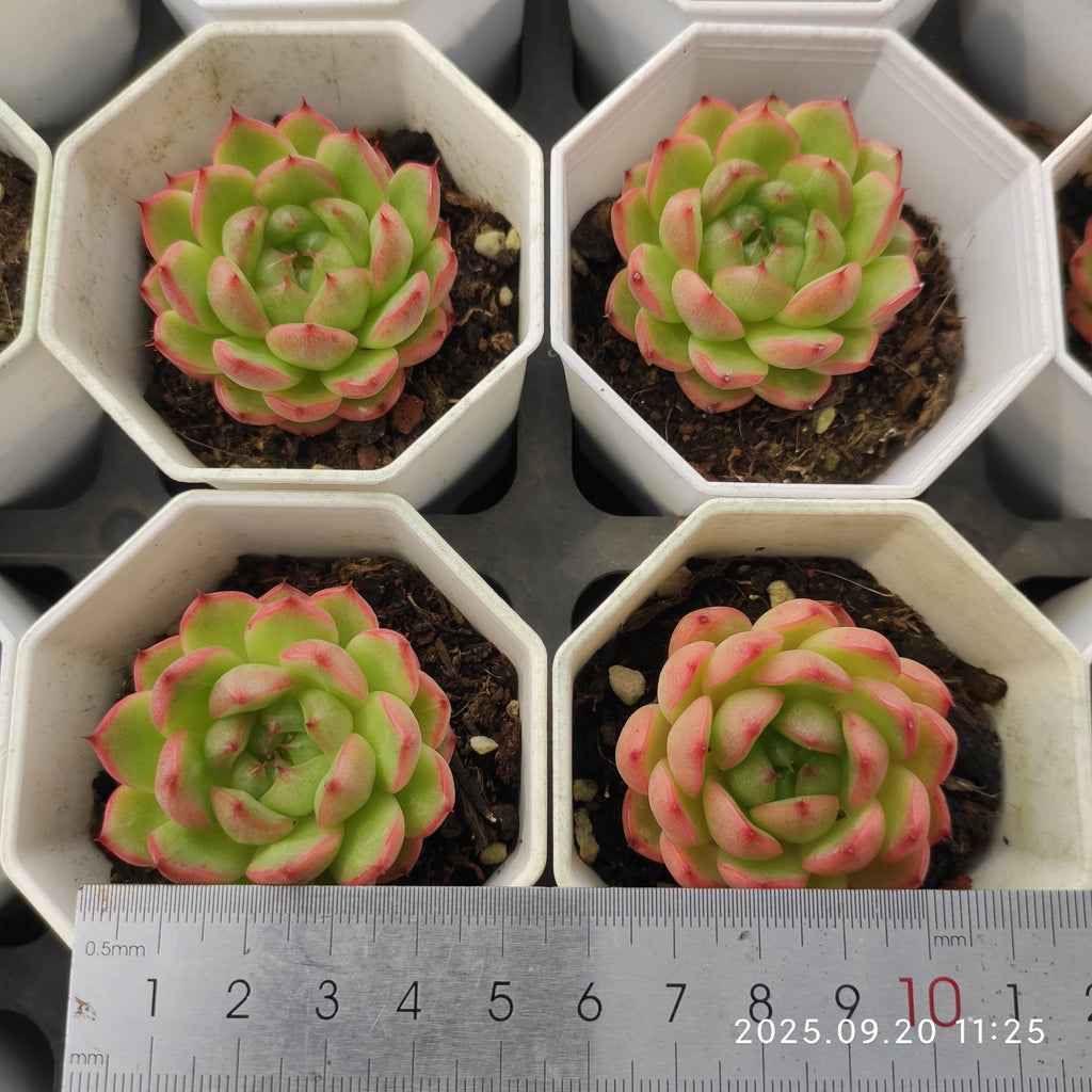 DQ140 Echeveria Clever Jenny(6cm pot size)