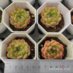 DQ140 Echeveria Clever Jenny(6cm pot size)