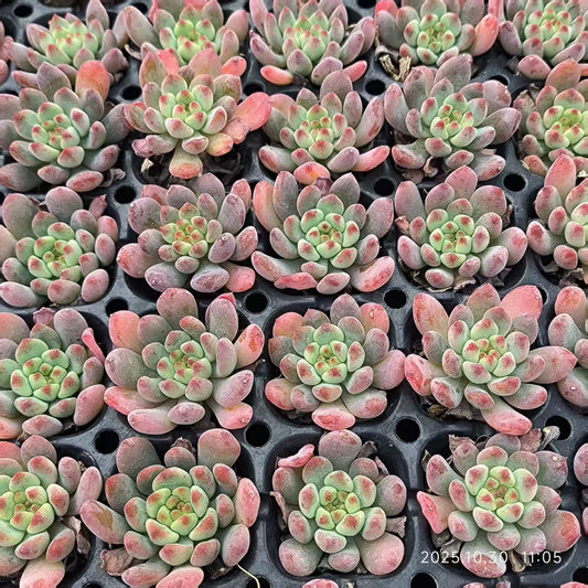 21836 Echeveria Blue Elf (3cm pot size)