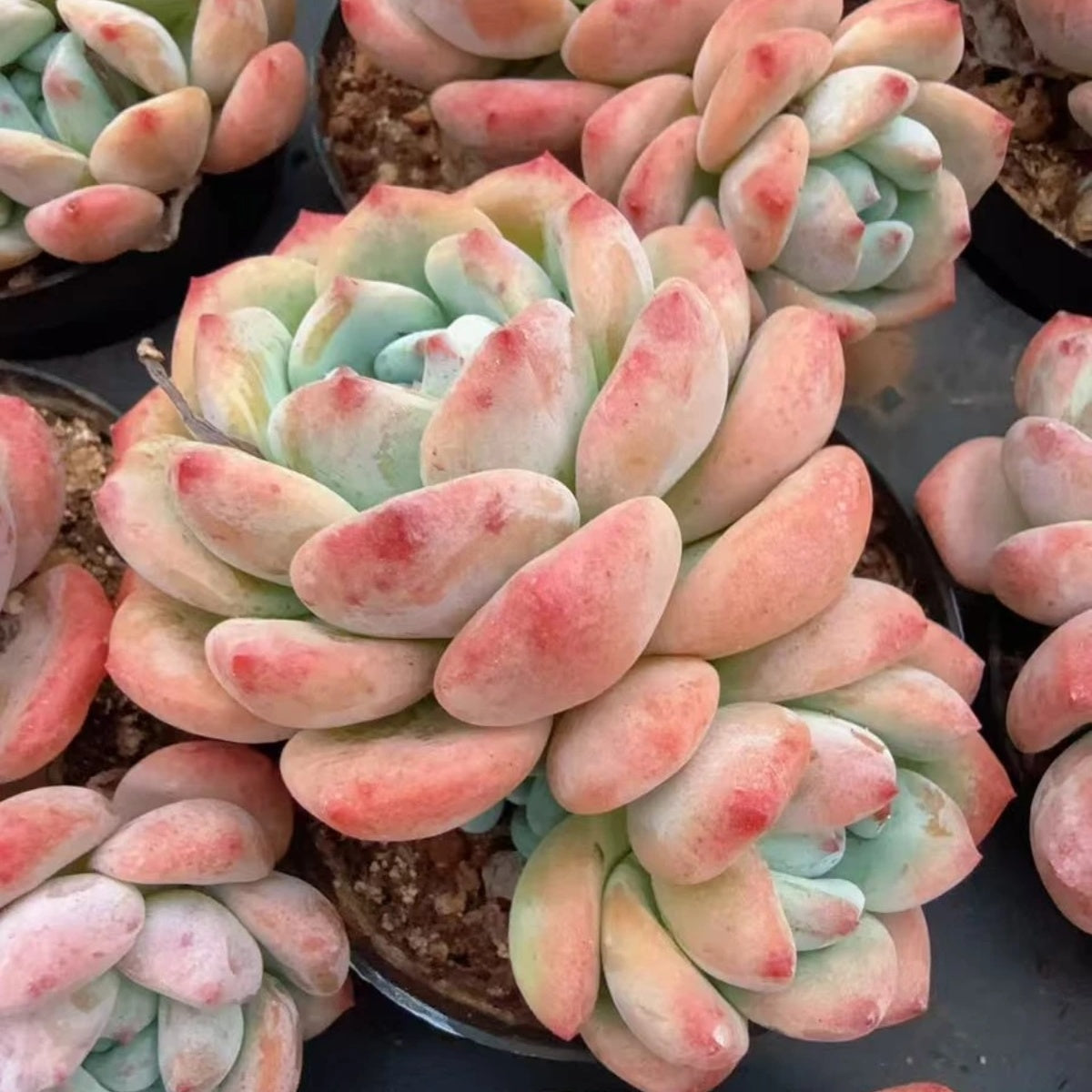 QNY141 Echeveria Clavatum Hyb(10cm pot size)