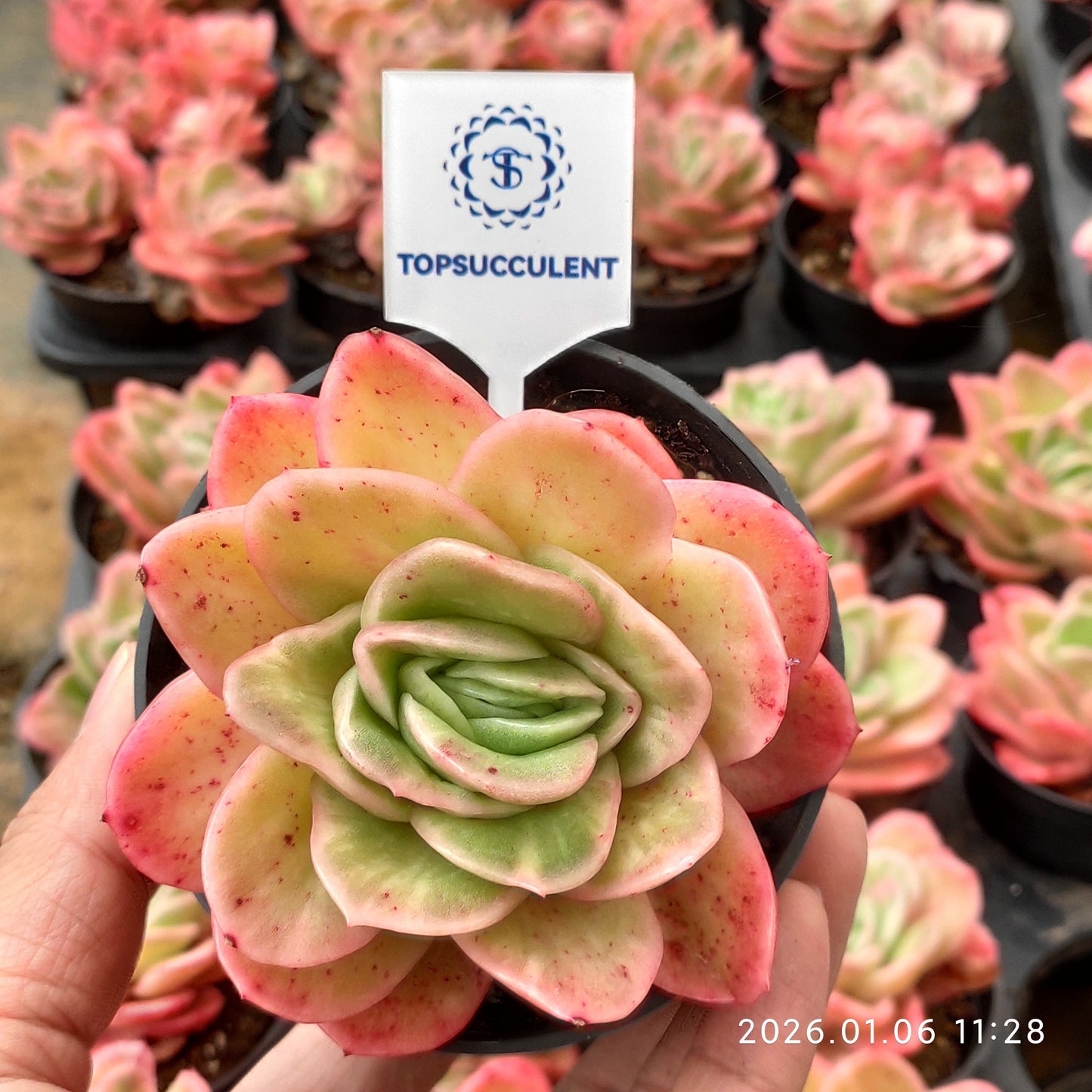 18923 Echeveria Ice Rose (9cm pot size)