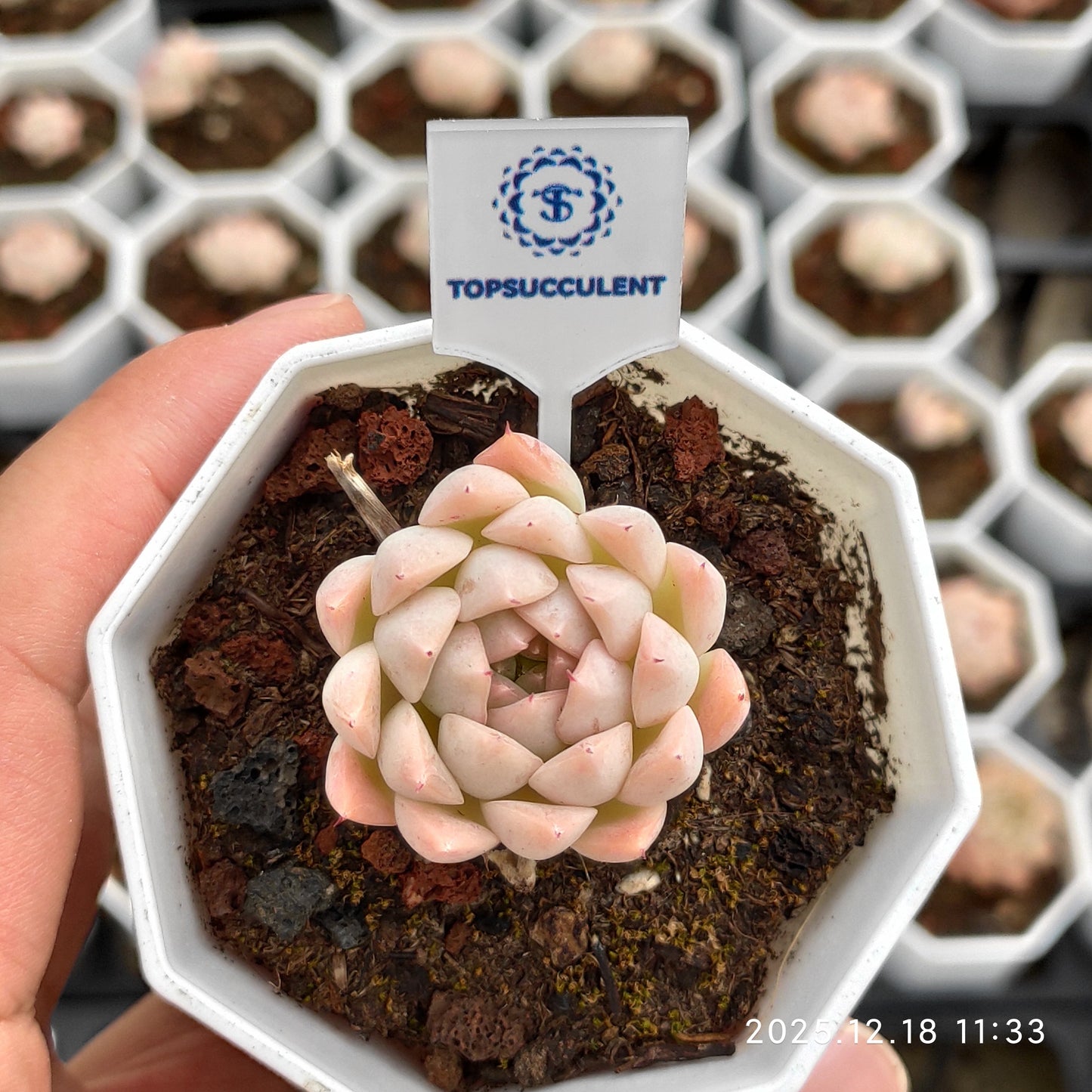 19071 Echeveria Rain Fruit (7cm pot size)