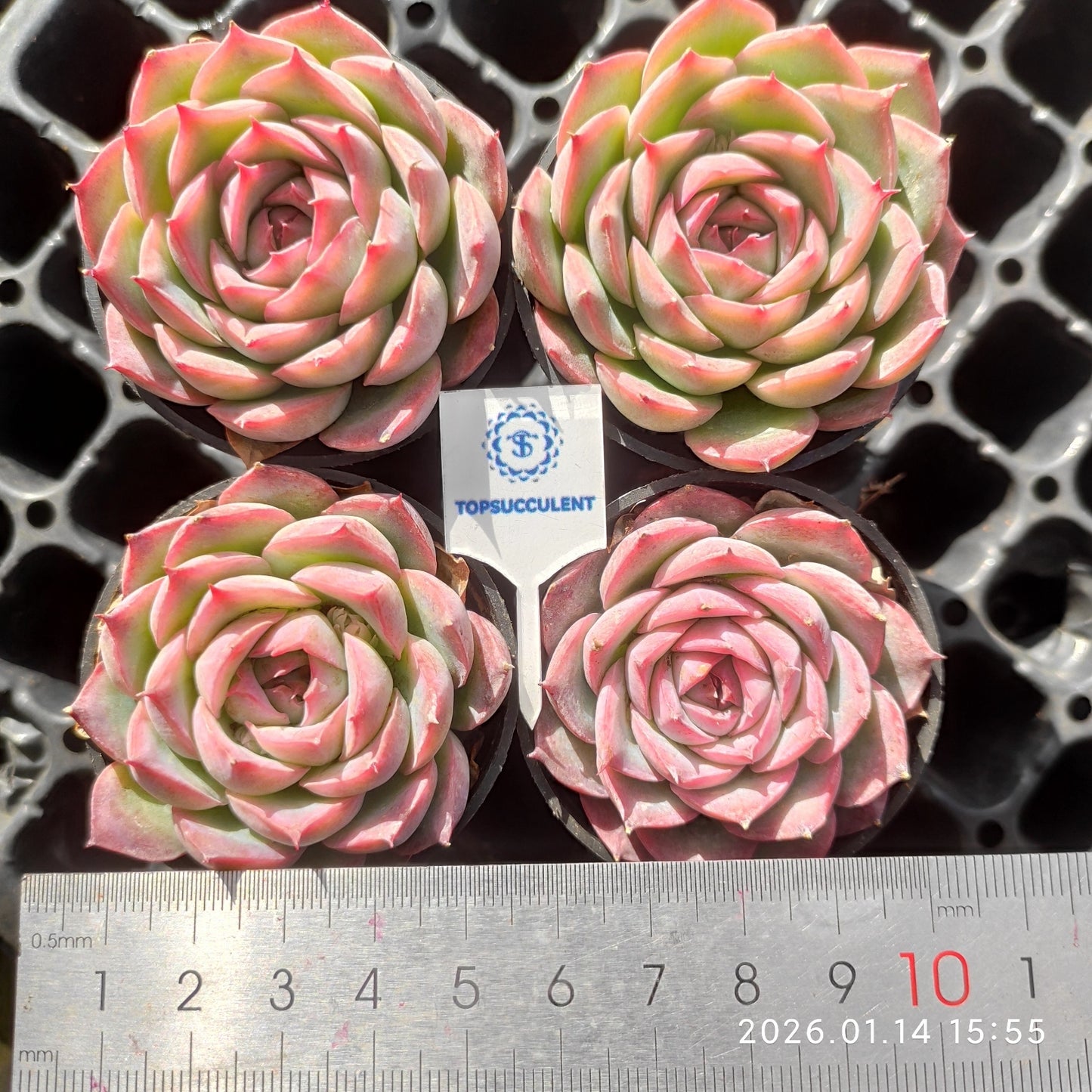 50179 Echeveria Silhouette (5.5cm pot size)