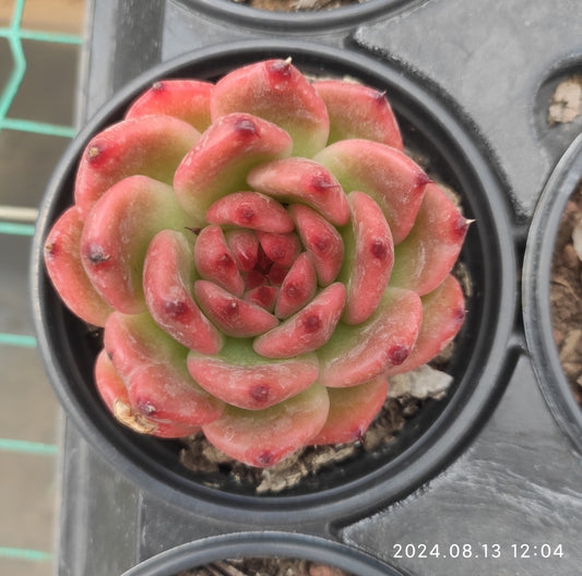 MMY745 Echeveria Garcia