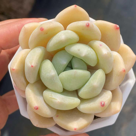 361084 Echeveria Tuberose (7cm pot size)