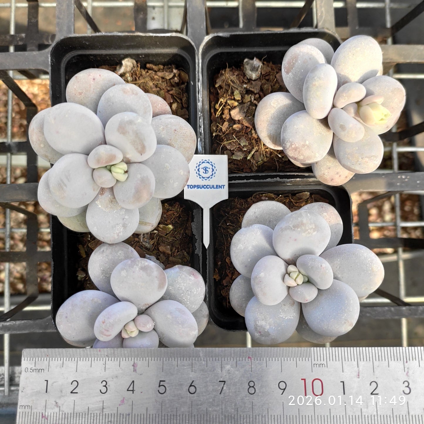 6846 Echeveria Oviferum Moon Stone (7cm pot size)