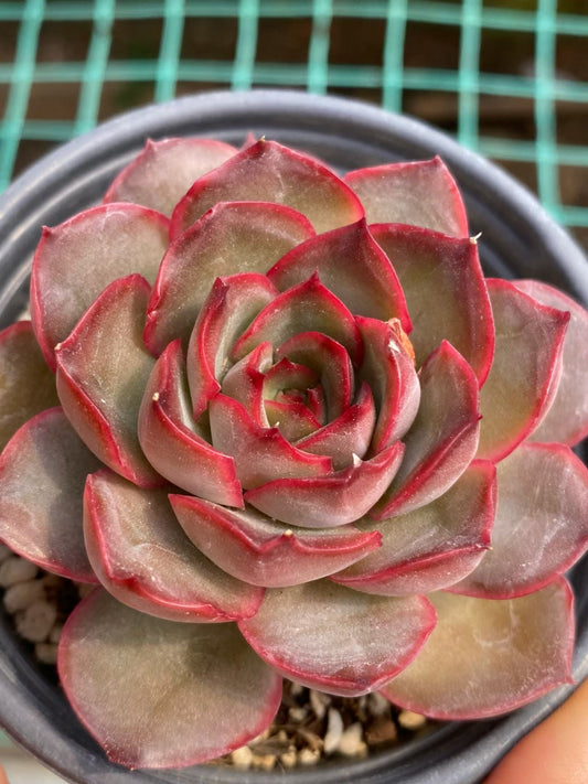 19148 Echeveria Lady Friend (9cm pot size)