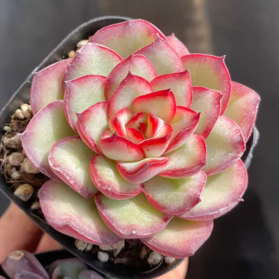 25386 Echeveria Mexico Pulidones (6.3cm pot size)
