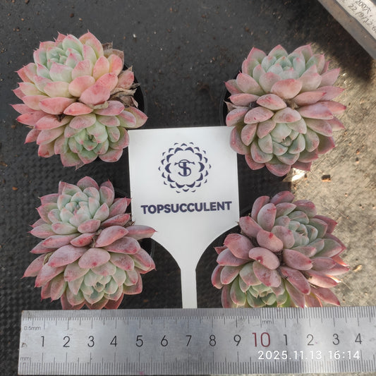 2646 Echeveria Dream Suit (5.5cm pot size)