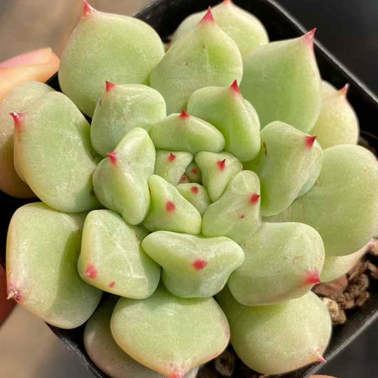 24927 Echeveria Super Milk Hyb (7cm pot size)