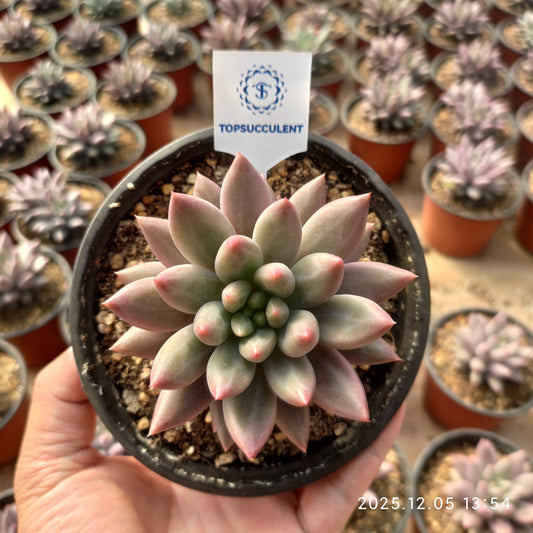 22088 Echeveria Angels Finger (12cm pot size)