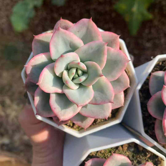 26215 Echeveria Peaches & Cream Variegated (7cm pot size)