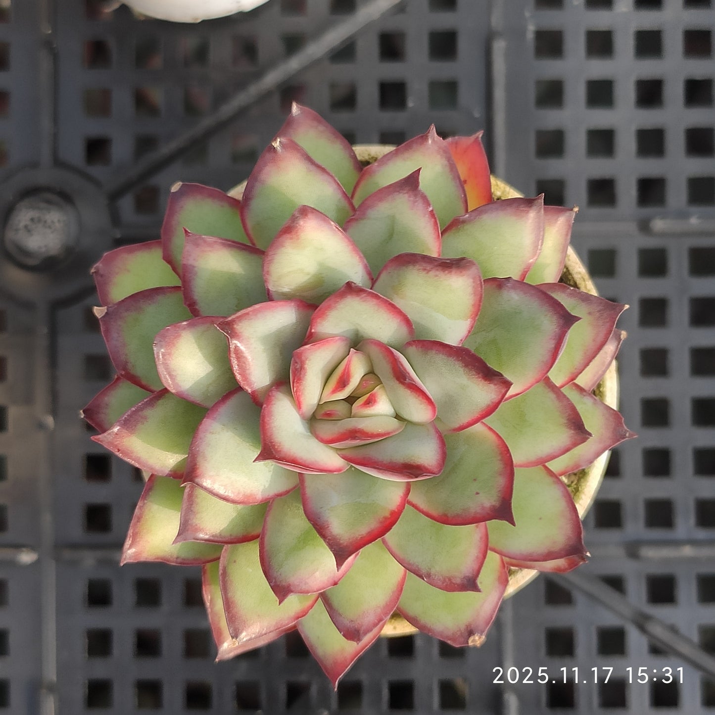 6393 Echeveria Mexico Pulidones (5.5cm pot size)