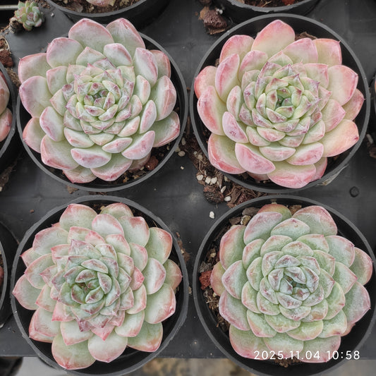 20770 Echeveria Ice (9cm pot size)