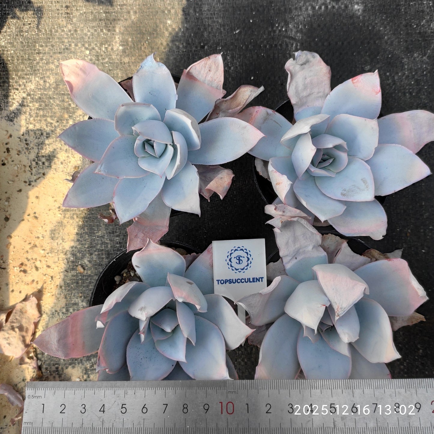 21791 Echeveria Cante (9cm pot size)