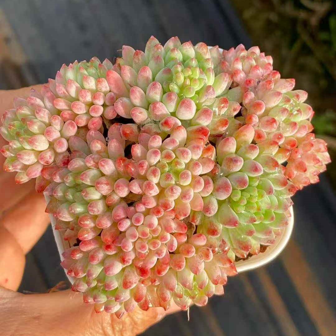 24597 Echeveria Fireworks (7cm pot size)