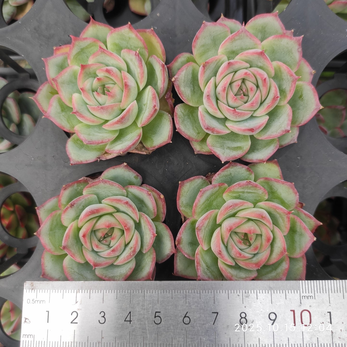 11554 Echeveria Silhouette (5.5cm pot size)