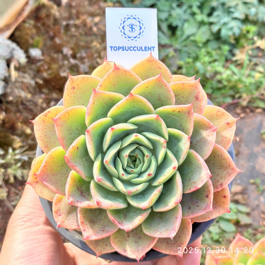 24112 Echeveria Red Queen (12cm pot size)