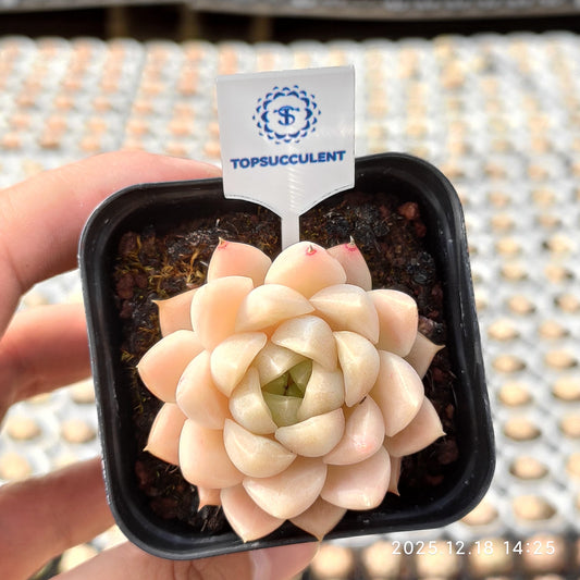 17738 Echeveria Golden Rose (5.5cm pot size)