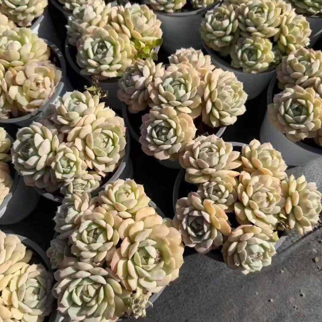 23401 Echeveria Derenbergi (12cm pot size)