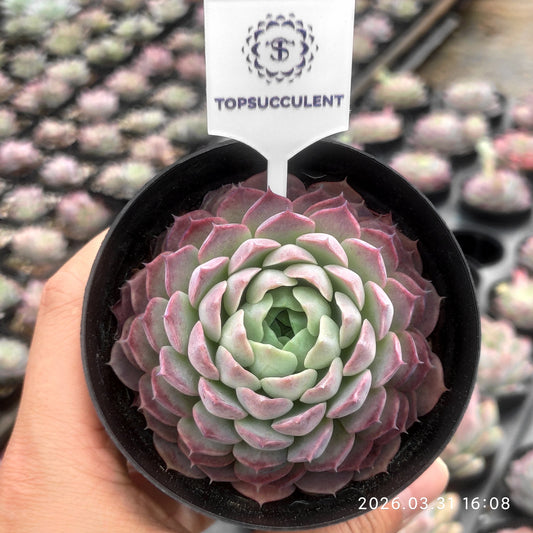 25296 Echeveria Sharlot Rose (6.5cm pot size)