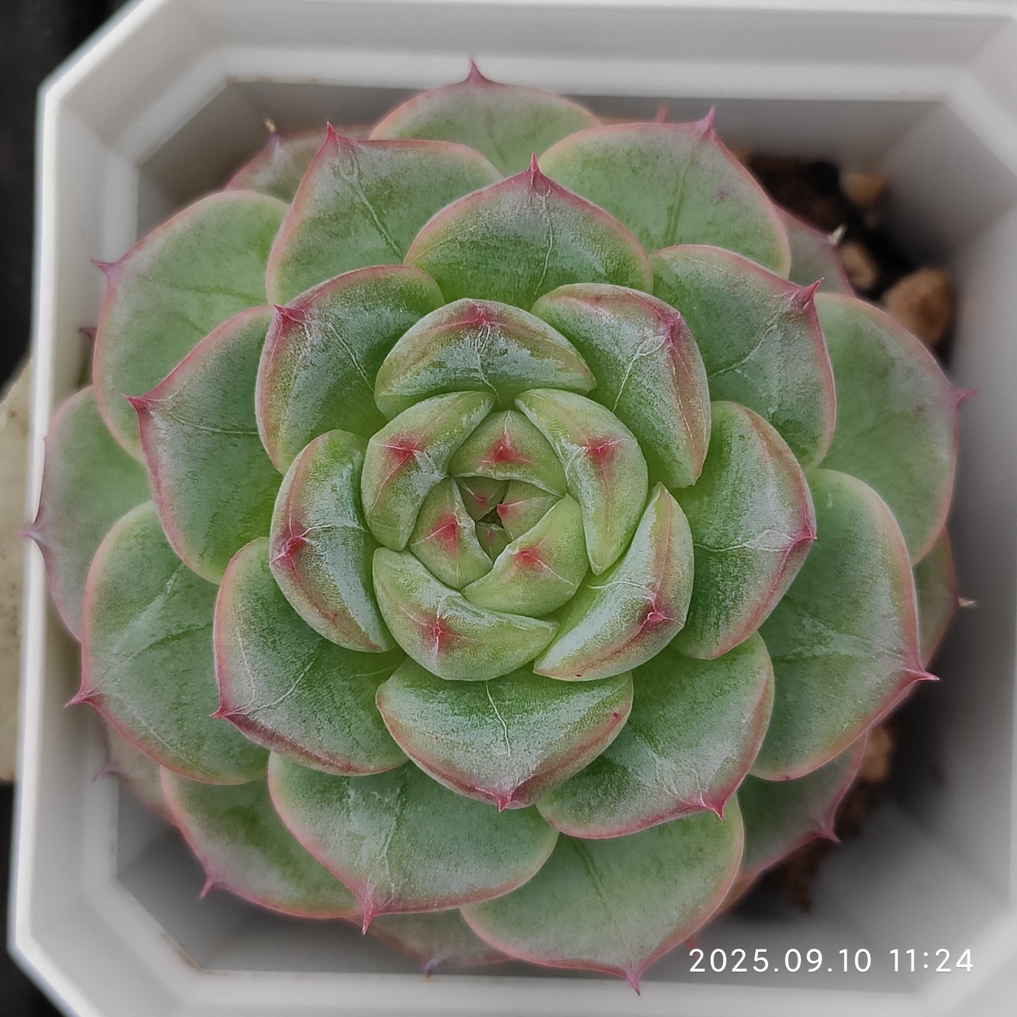 HG025 Echeveria Malgan Hyb(7cm pot size)