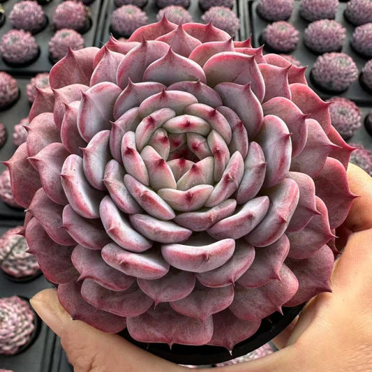 22623 Echeveria Moon Palace Fairy (10cm pot size)