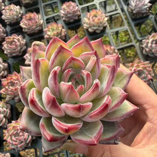 24963 Echeveria Dare Devil (7cm pot size)