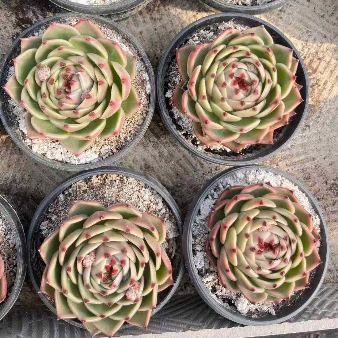 24179 Echeveria Blue Dragon (18cm pot size)