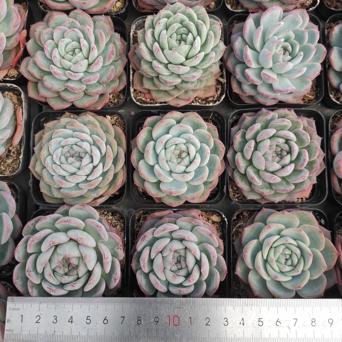 20158 Echeveria Water Dream Hyb (7cm pot size)