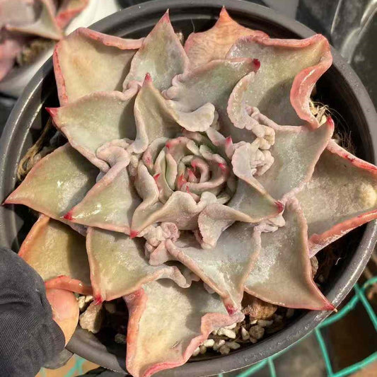 24852 Echeveria Madiba (12.5cm pot size)