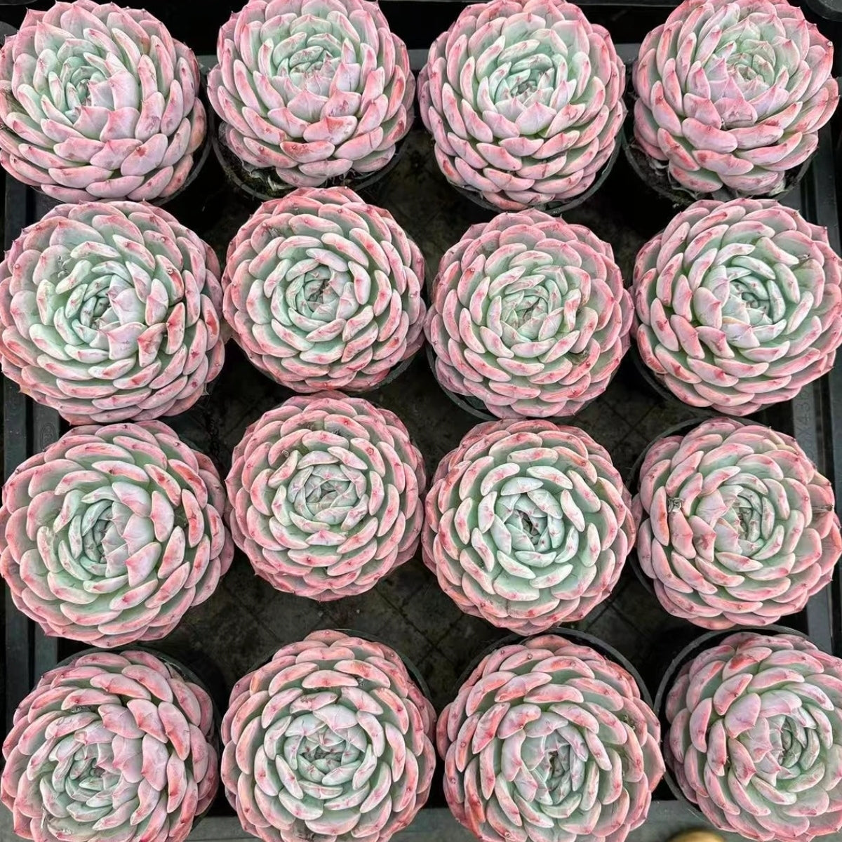 QNY184 Echeveria Hepburn(9cm pot size)