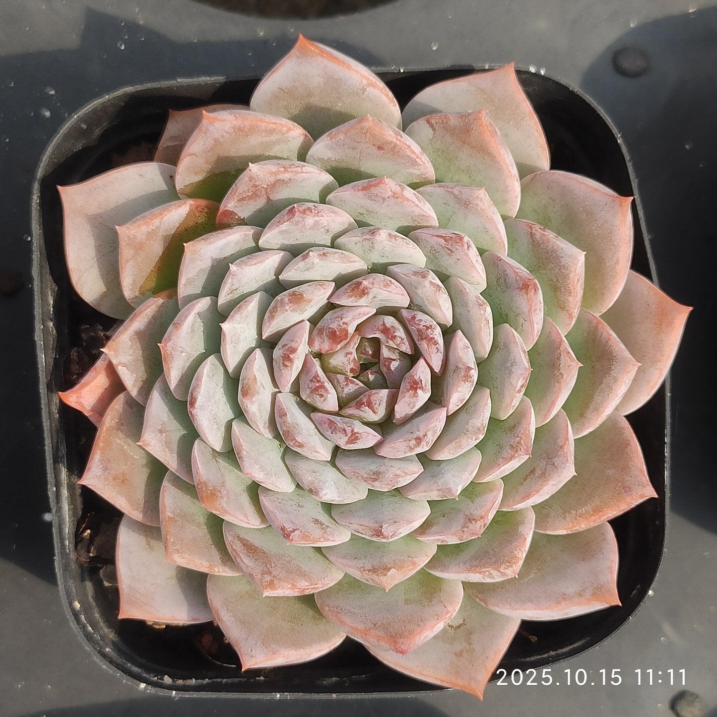 2384 Echeveria Amazing Grace (7cm pot size)