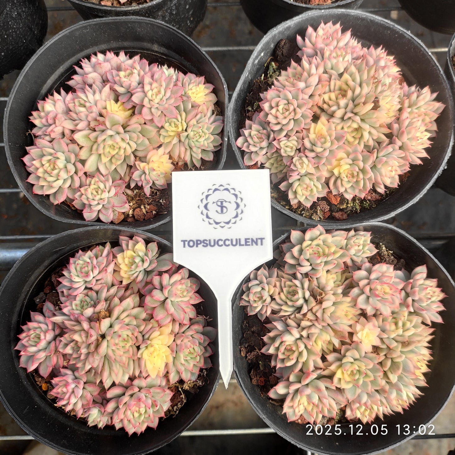 20123 Echeveria Mebina Variegated (12cm pot size)